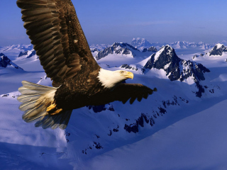 Das American Eagle Wallpaper 320x240