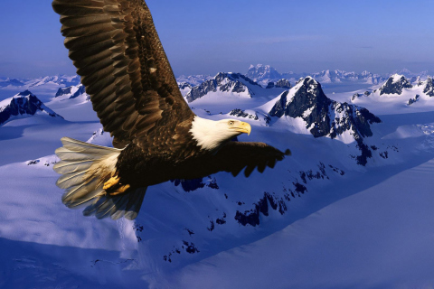 American Eagle screenshot #1 480x320