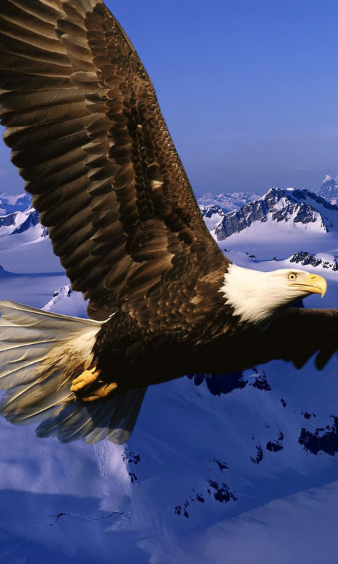 American Eagle screenshot #1 480x800