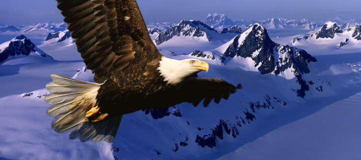 Sfondi American Eagle 720x320