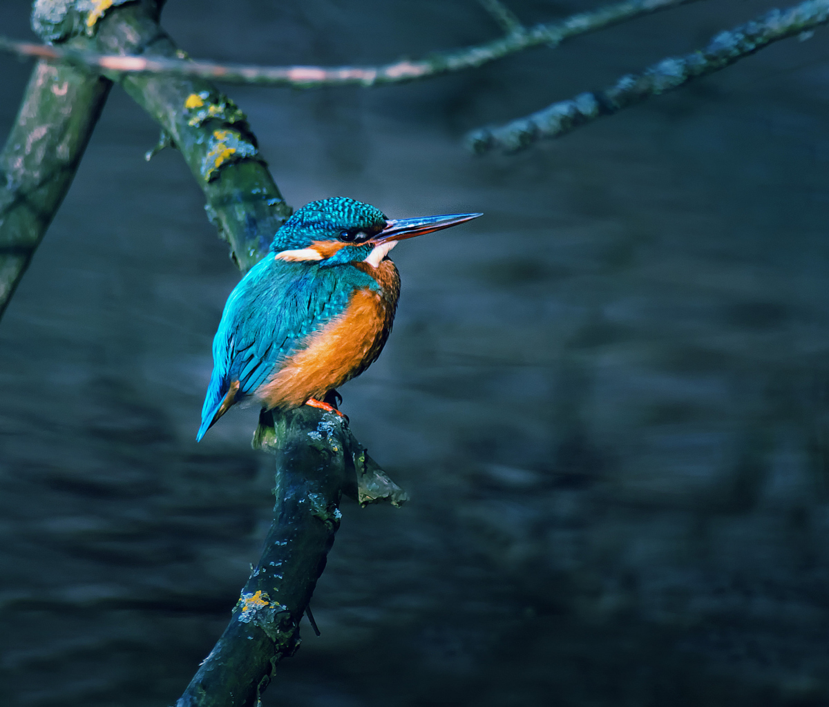 Das Kingfisher On Branch Wallpaper 1200x1024