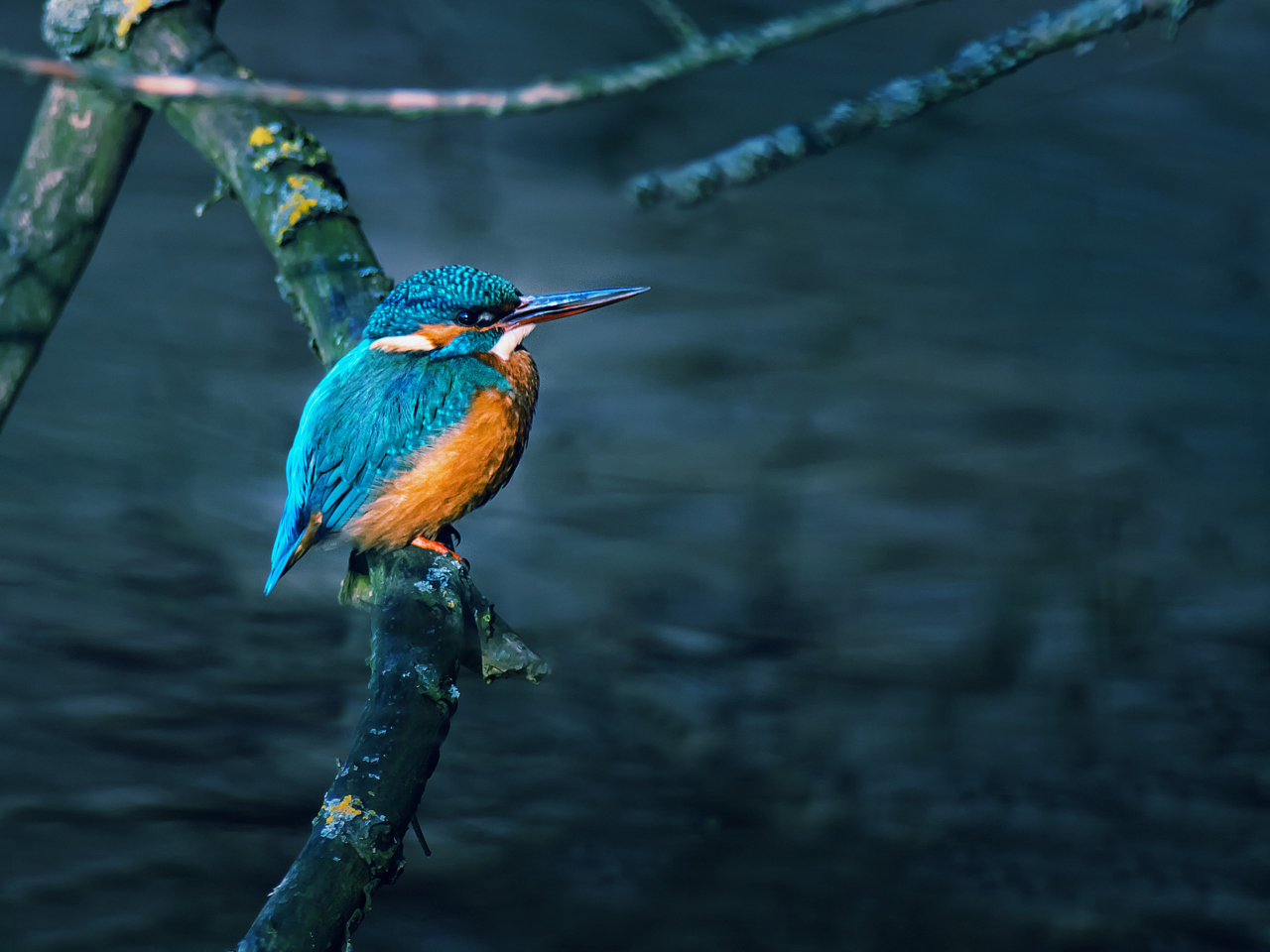 Обои Kingfisher On Branch 1280x960