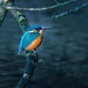 Kingfisher On Branch wallpaper 128x128