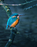 Sfondi Kingfisher On Branch 128x160