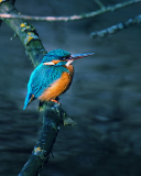 Screenshot №1 pro téma Kingfisher On Branch 128x160