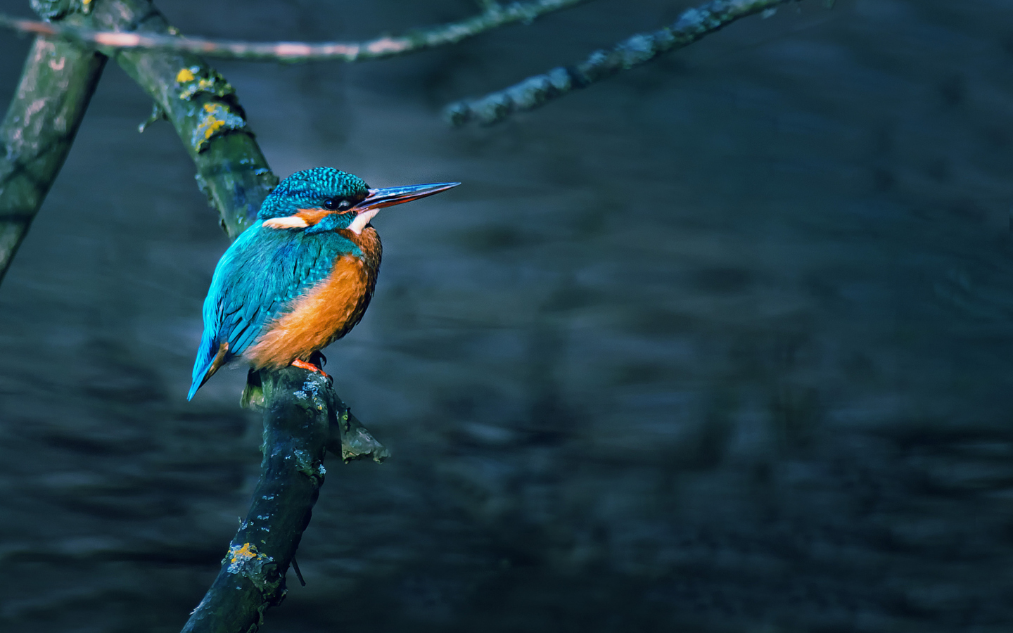 Screenshot №1 pro téma Kingfisher On Branch 1440x900