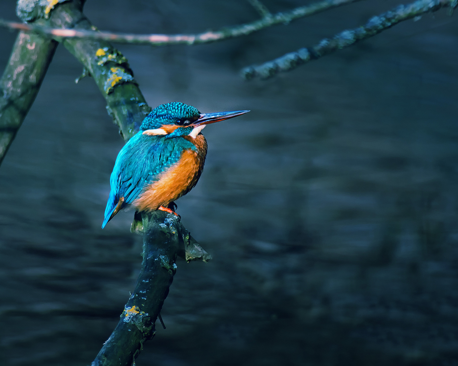 Kingfisher On Branch screenshot #1 1600x1280