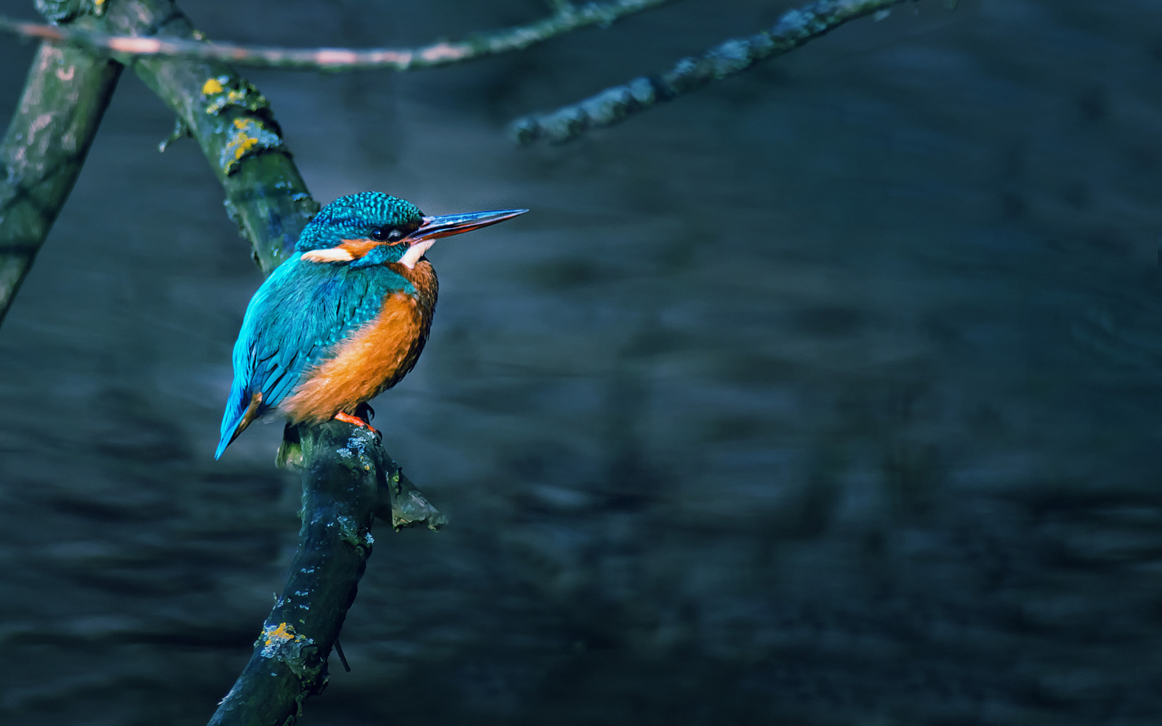 Kingfisher On Branch wallpaper 1680x1050