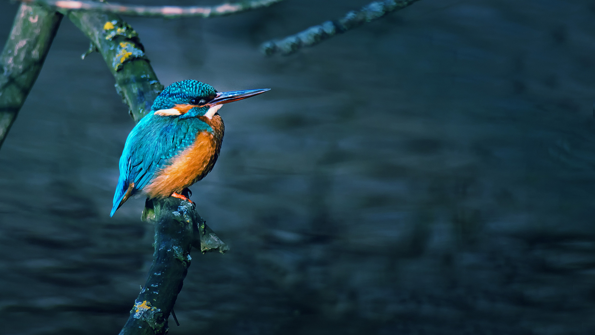 Screenshot №1 pro téma Kingfisher On Branch 1920x1080