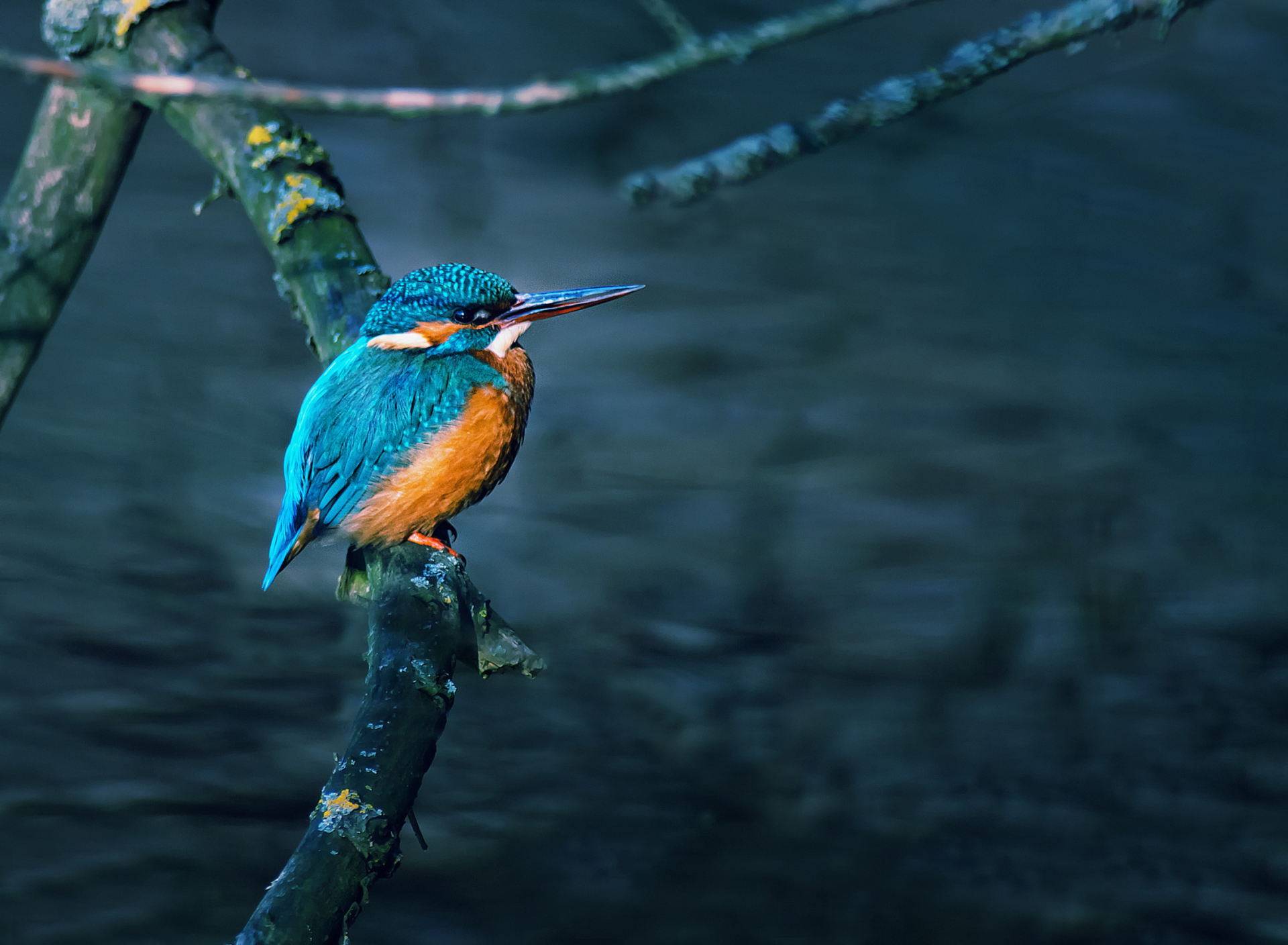 Kingfisher On Branch screenshot #1 1920x1408