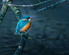 Kingfisher On Branch screenshot #1 220x176