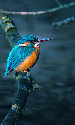 Sfondi Kingfisher On Branch 240x400