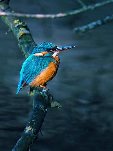 Kingfisher On Branch screenshot #1 480x640