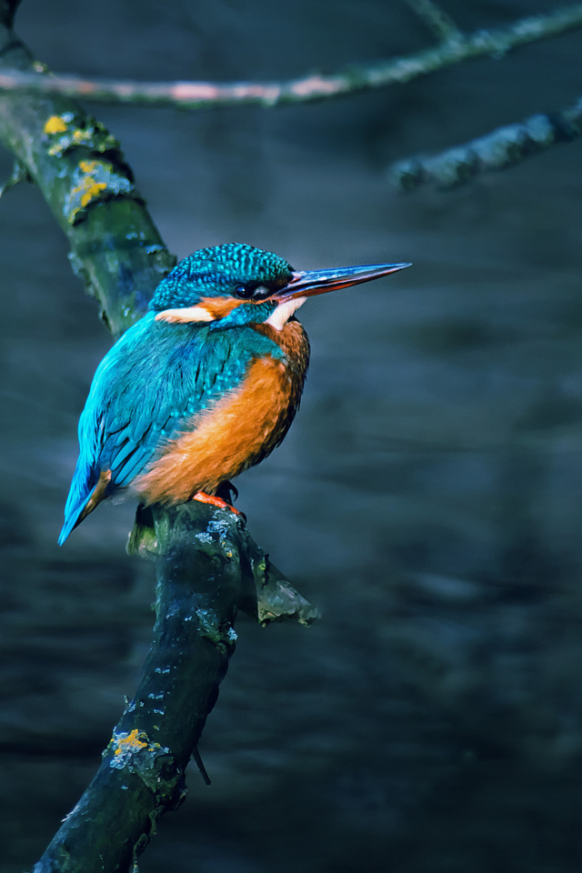 Kingfisher On Branch screenshot #1 640x960