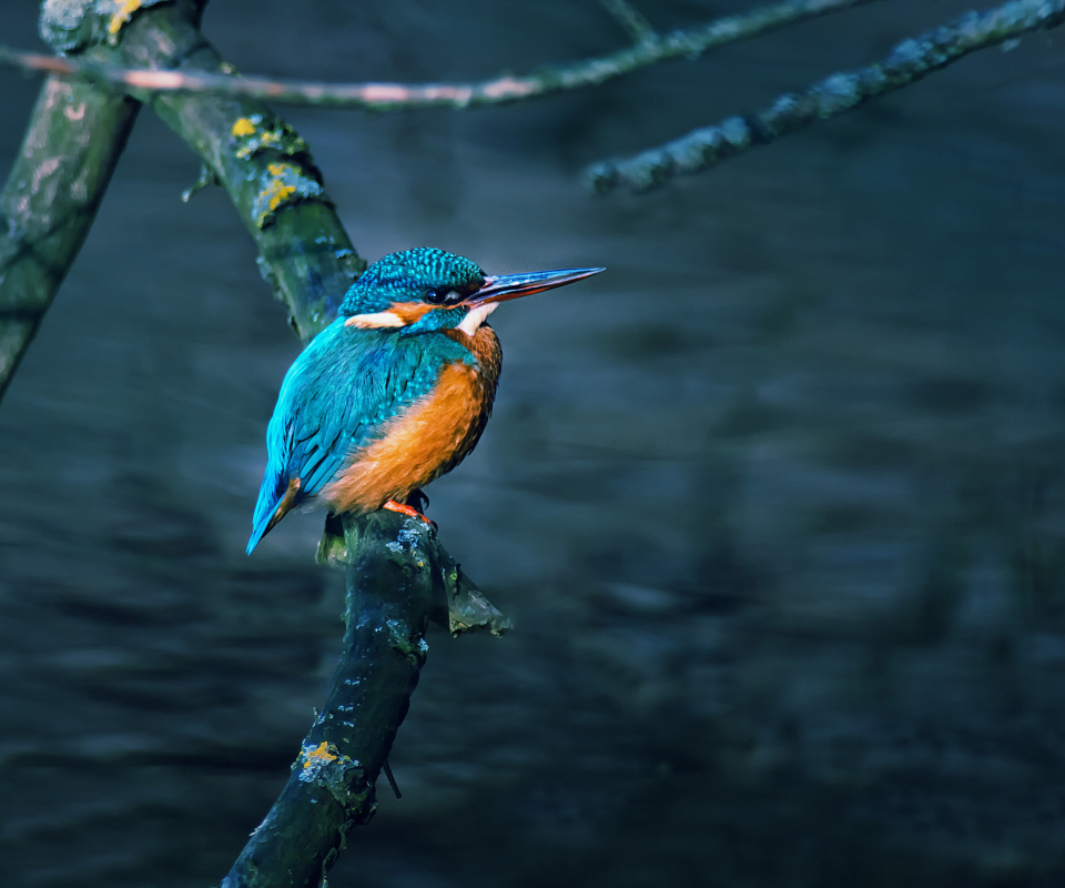 Kingfisher On Branch screenshot #1 960x800