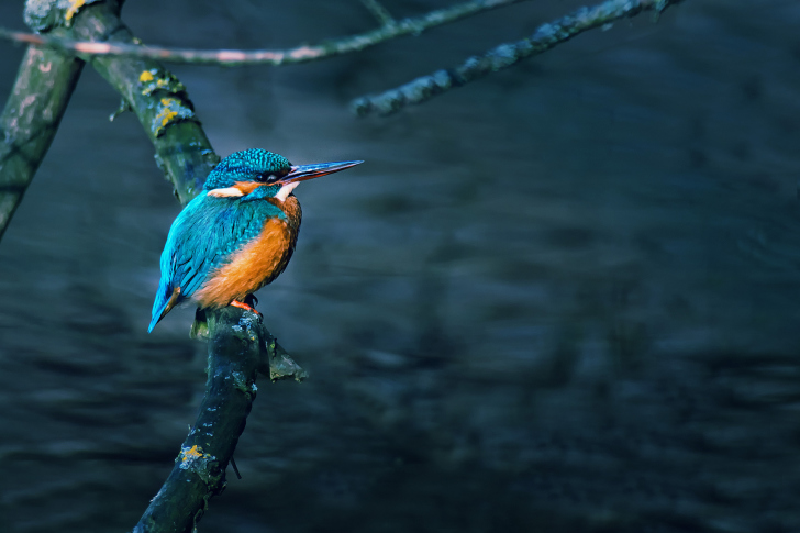 Обои Kingfisher On Branch