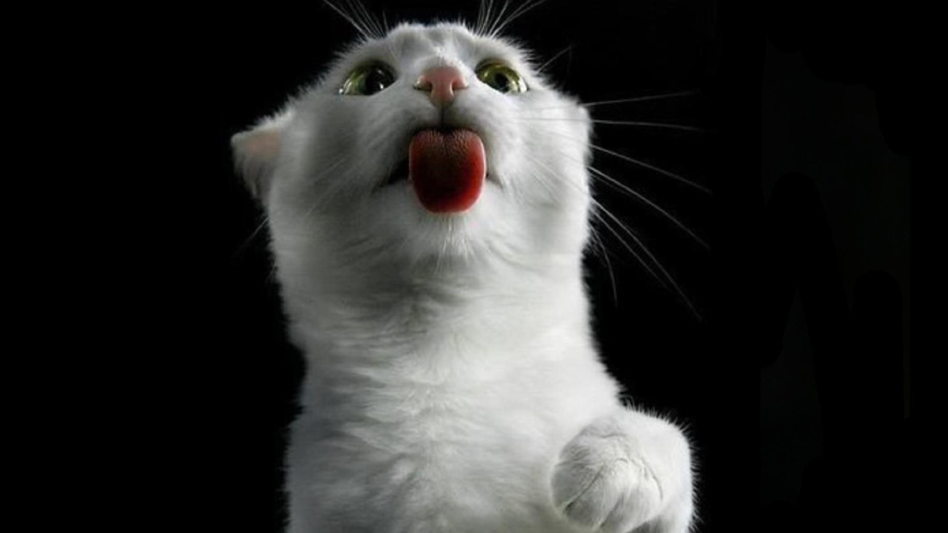 White Kitty screenshot #1 1366x768