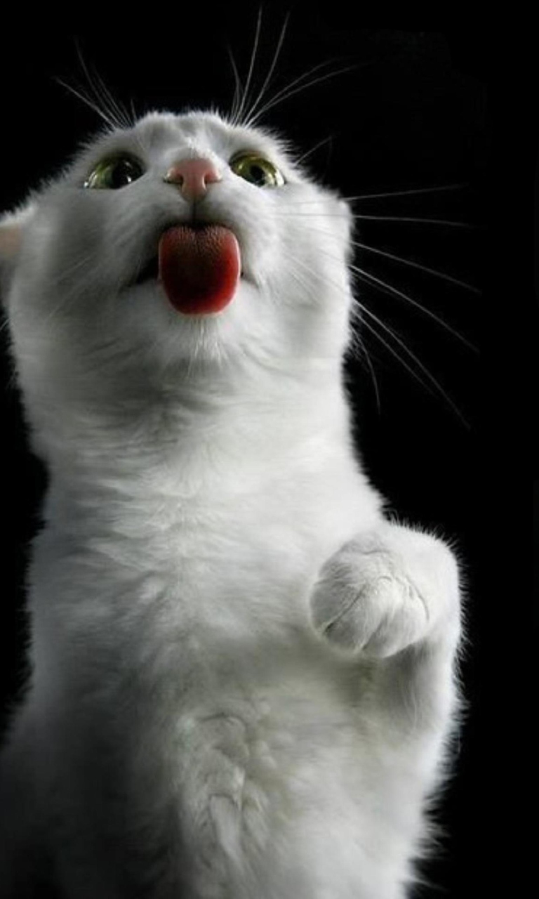 Sfondi White Kitty 768x1280