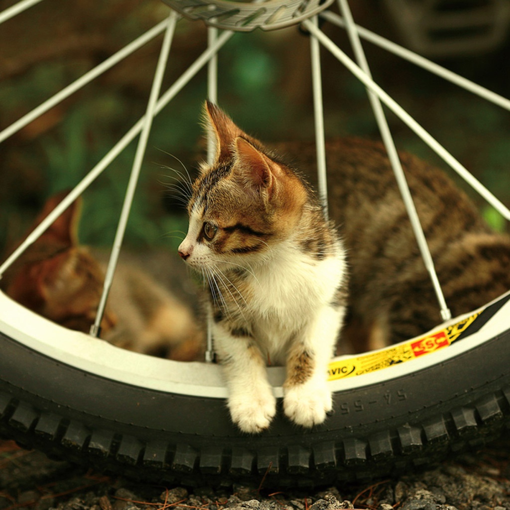 Fondo de pantalla Kitten And Wheel 1024x1024