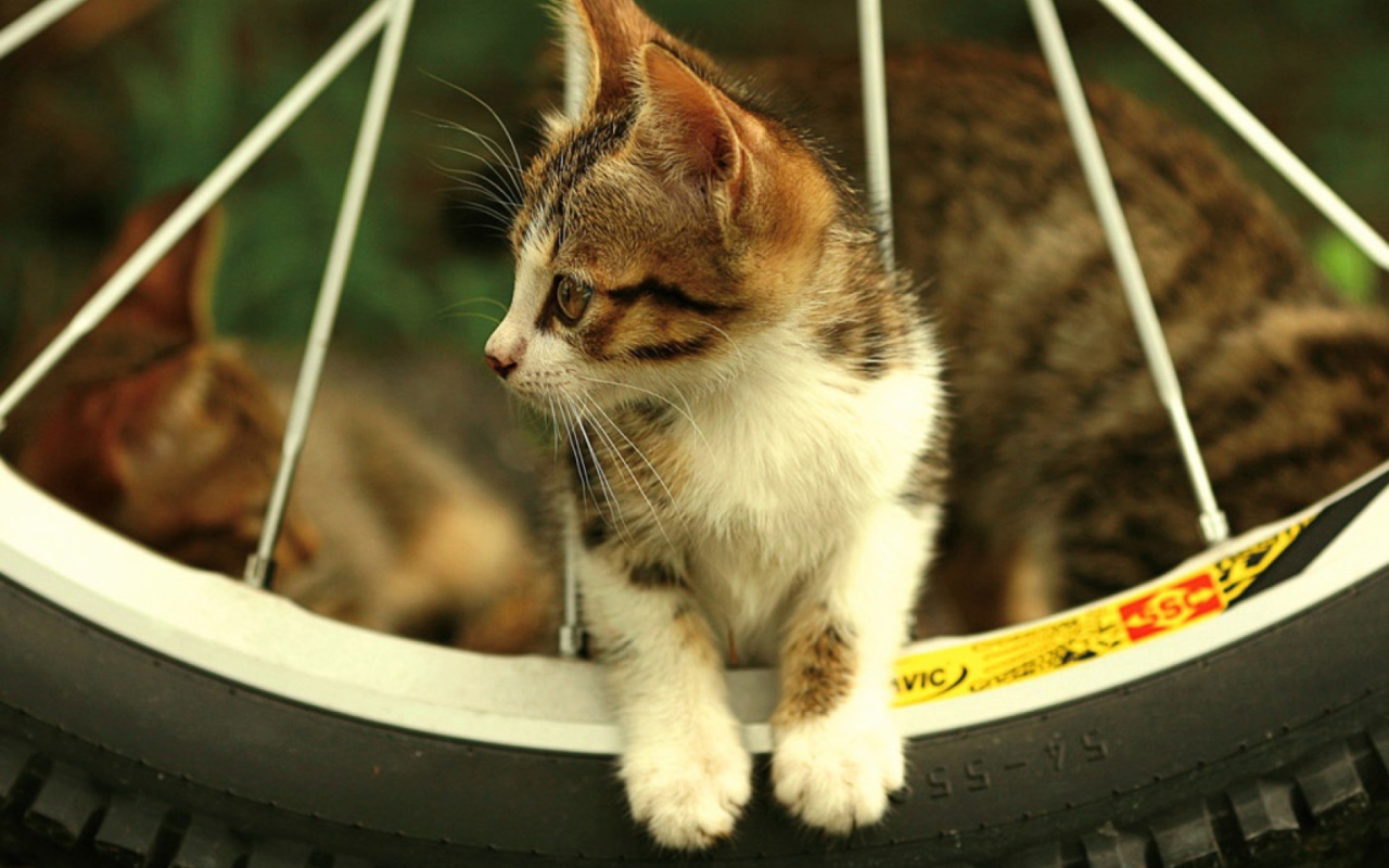 Das Kitten And Wheel Wallpaper 1280x800