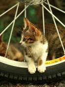 Kitten And Wheel wallpaper 132x176