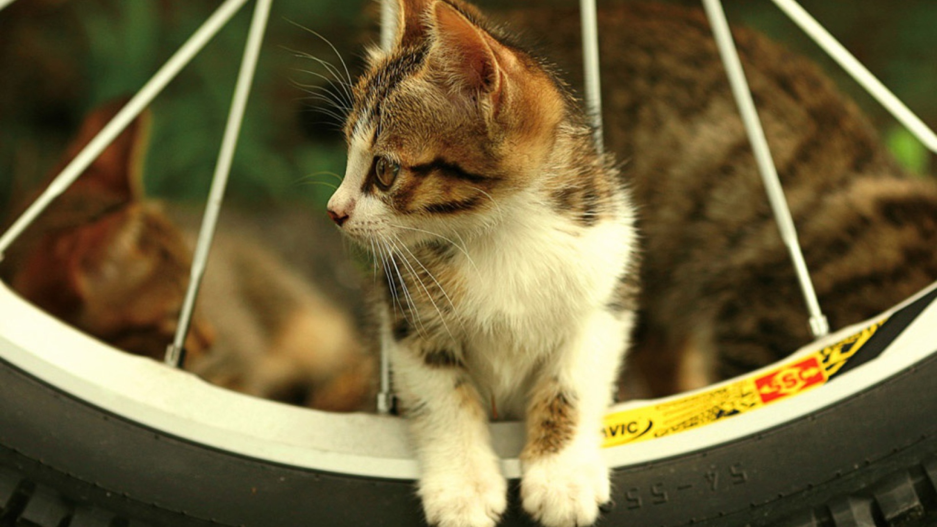 Kitten And Wheel screenshot #1 1920x1080