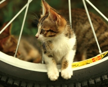 Fondo de pantalla Kitten And Wheel 220x176