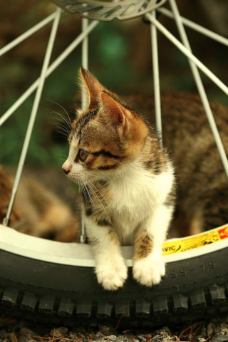 Fondo de pantalla Kitten And Wheel 320x480
