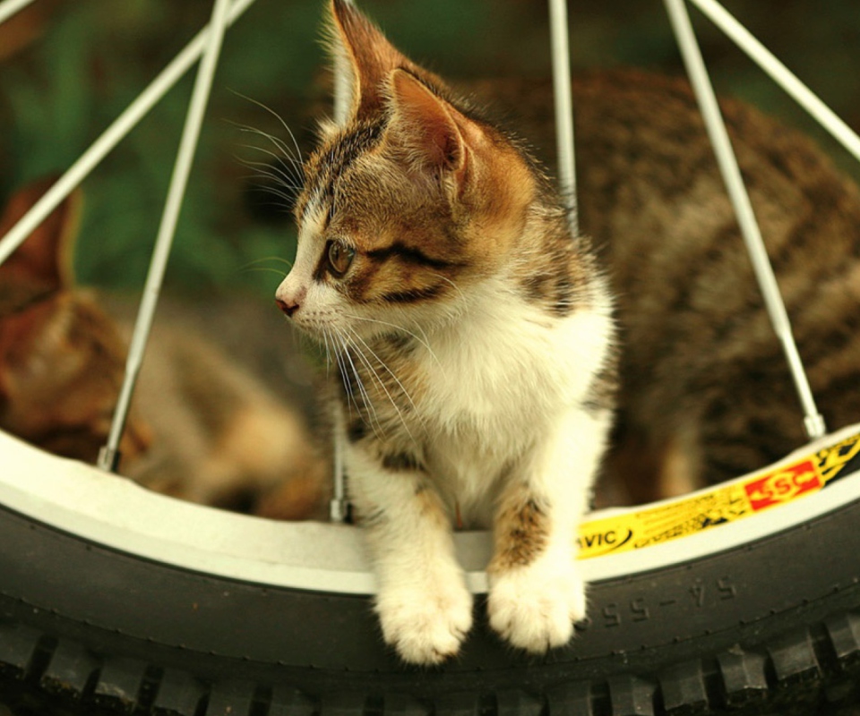 Das Kitten And Wheel Wallpaper 960x800