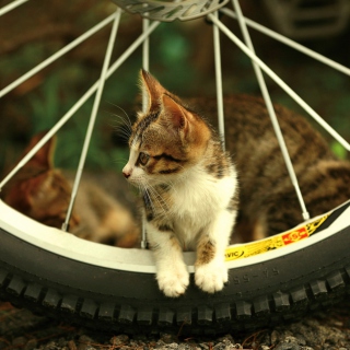 Kitten And Wheel - Obrázkek zdarma pro 208x208