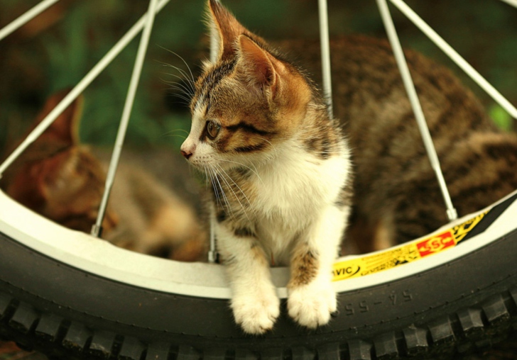 Das Kitten And Wheel Wallpaper