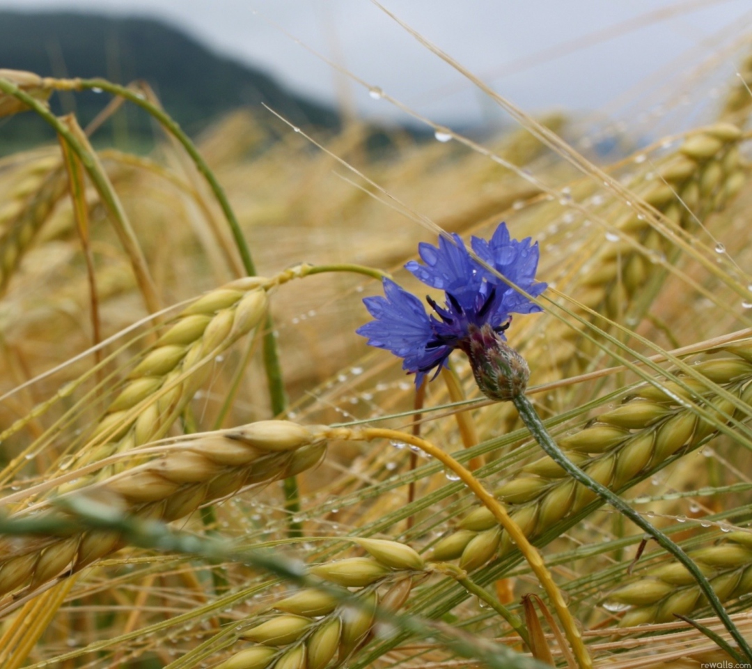 Wheat And Blue Flower wallpaper 1080x960