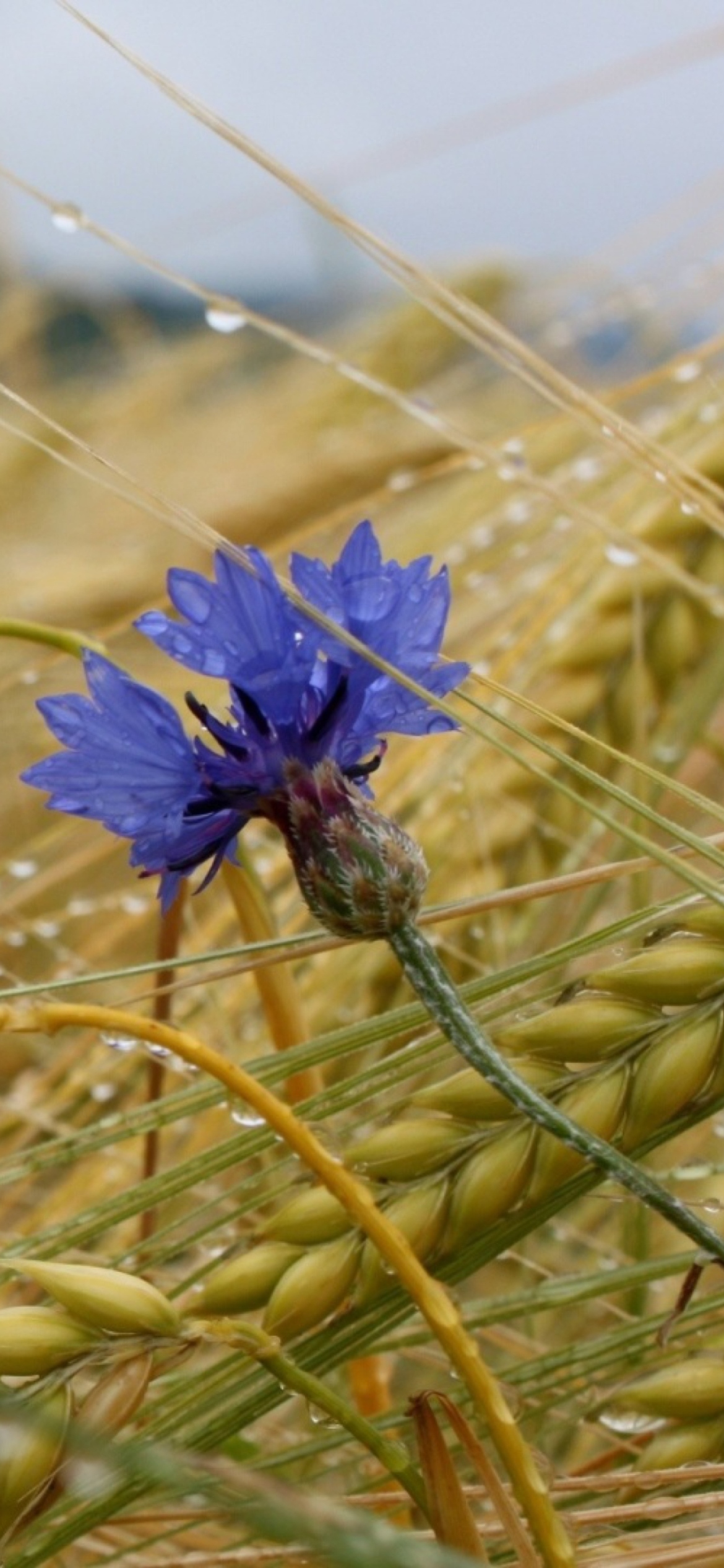 Fondo de pantalla Wheat And Blue Flower 1170x2532
