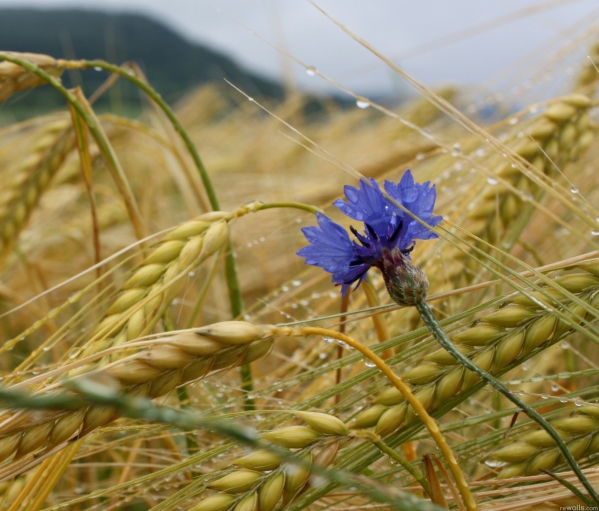 Обои Wheat And Blue Flower 1200x1024