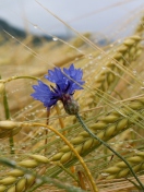Sfondi Wheat And Blue Flower 132x176