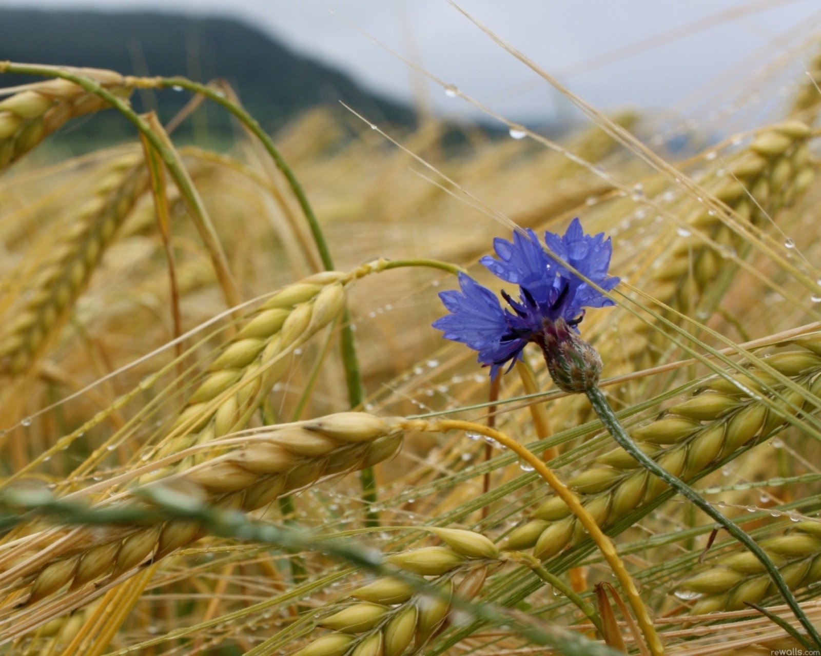 Wheat And Blue Flower wallpaper 1600x1280