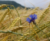 Fondo de pantalla Wheat And Blue Flower 176x144