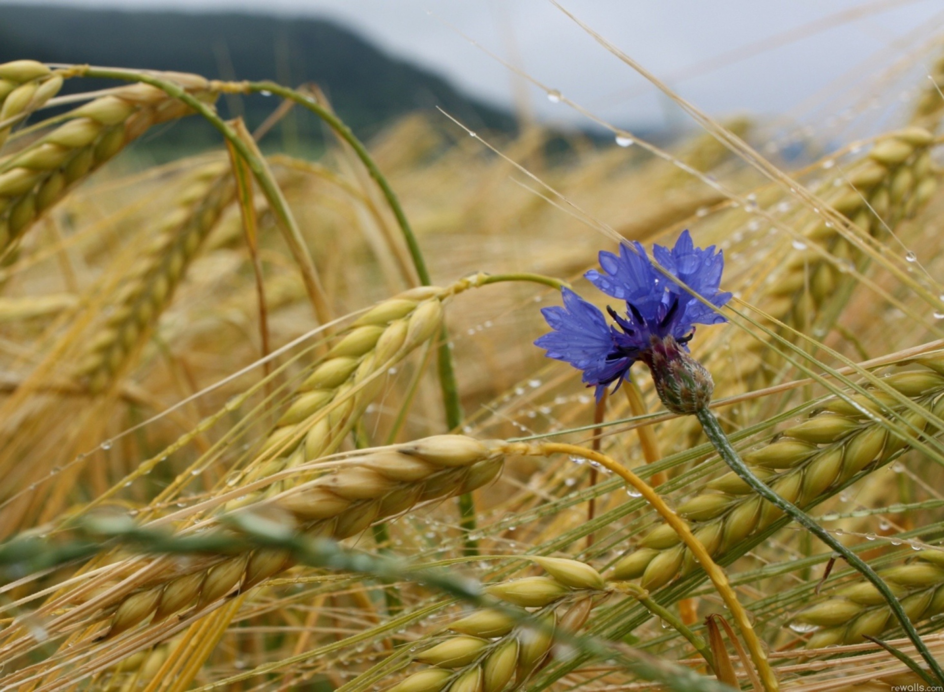 Das Wheat And Blue Flower Wallpaper 1920x1408