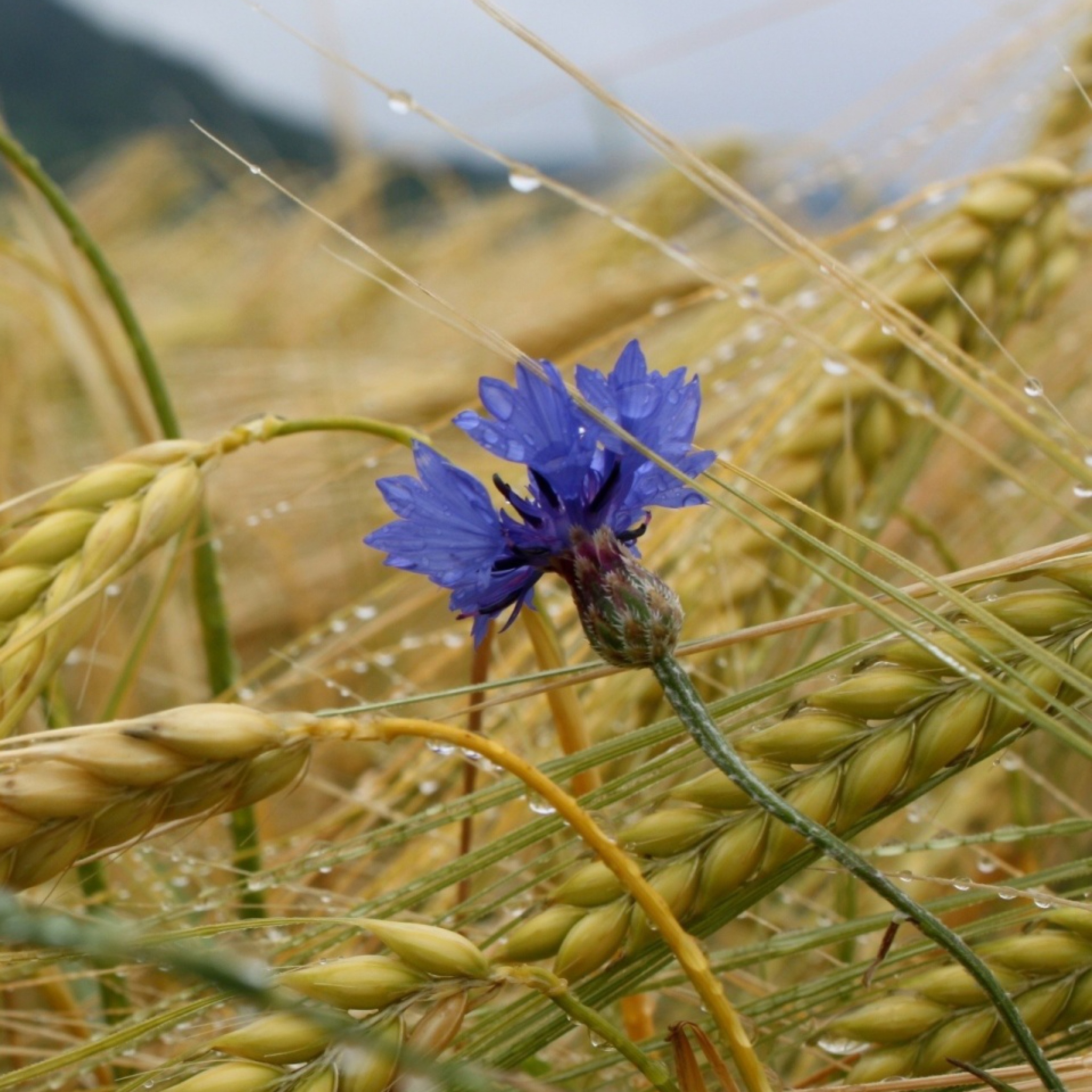 Screenshot №1 pro téma Wheat And Blue Flower 2048x2048