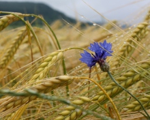 Sfondi Wheat And Blue Flower 220x176