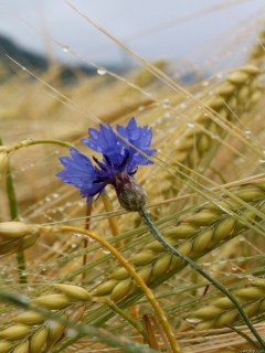 Das Wheat And Blue Flower Wallpaper 240x320
