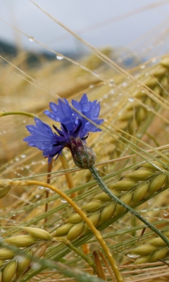 Das Wheat And Blue Flower Wallpaper 240x400