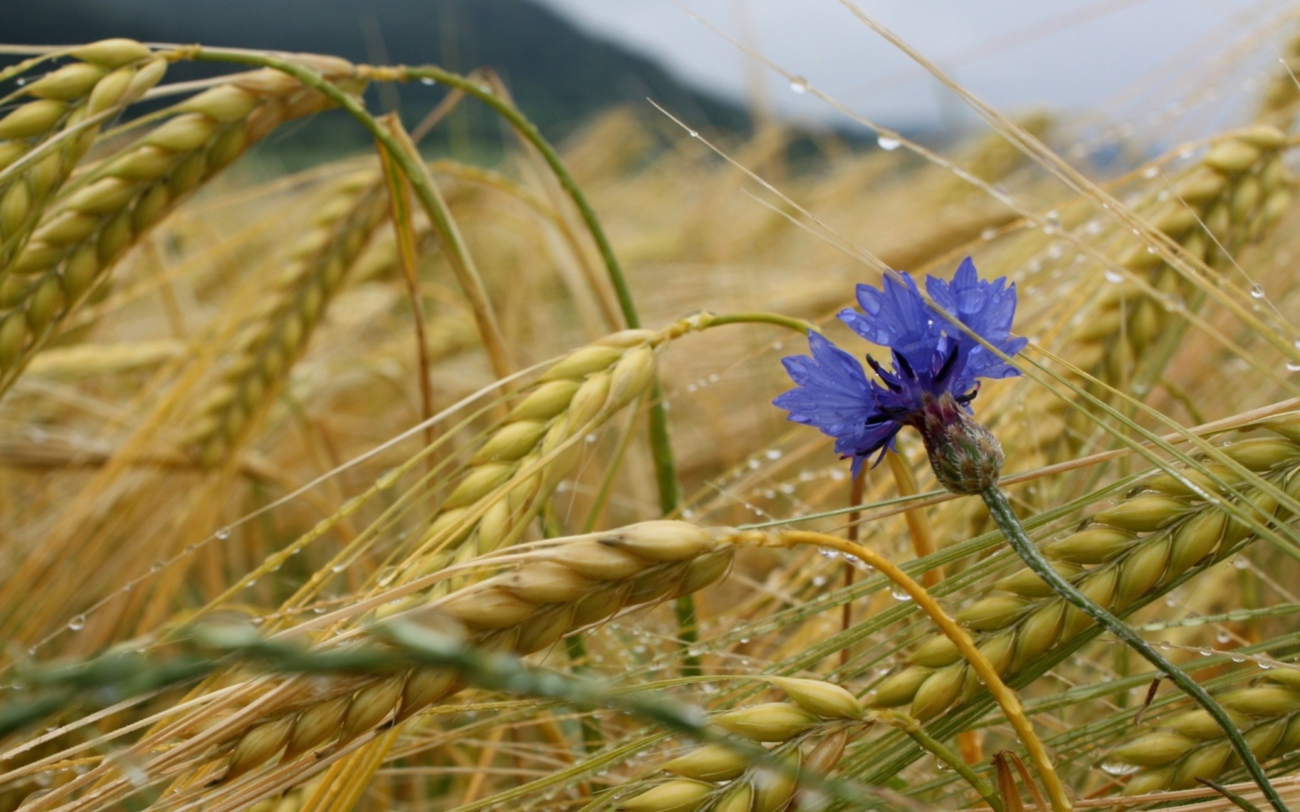 Wheat And Blue Flower wallpaper 2560x1600