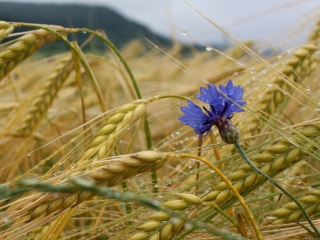Das Wheat And Blue Flower Wallpaper 320x240