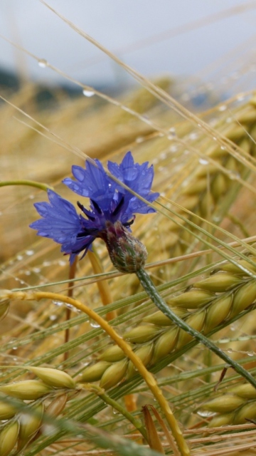 Das Wheat And Blue Flower Wallpaper 360x640