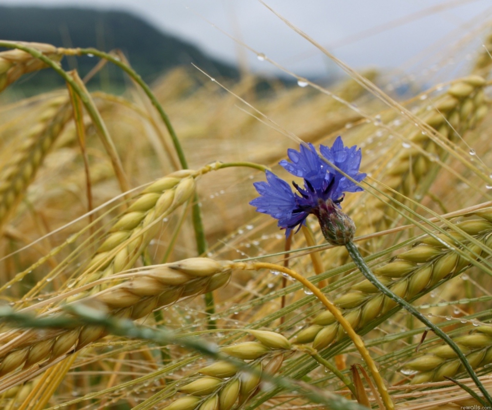 Das Wheat And Blue Flower Wallpaper 960x800