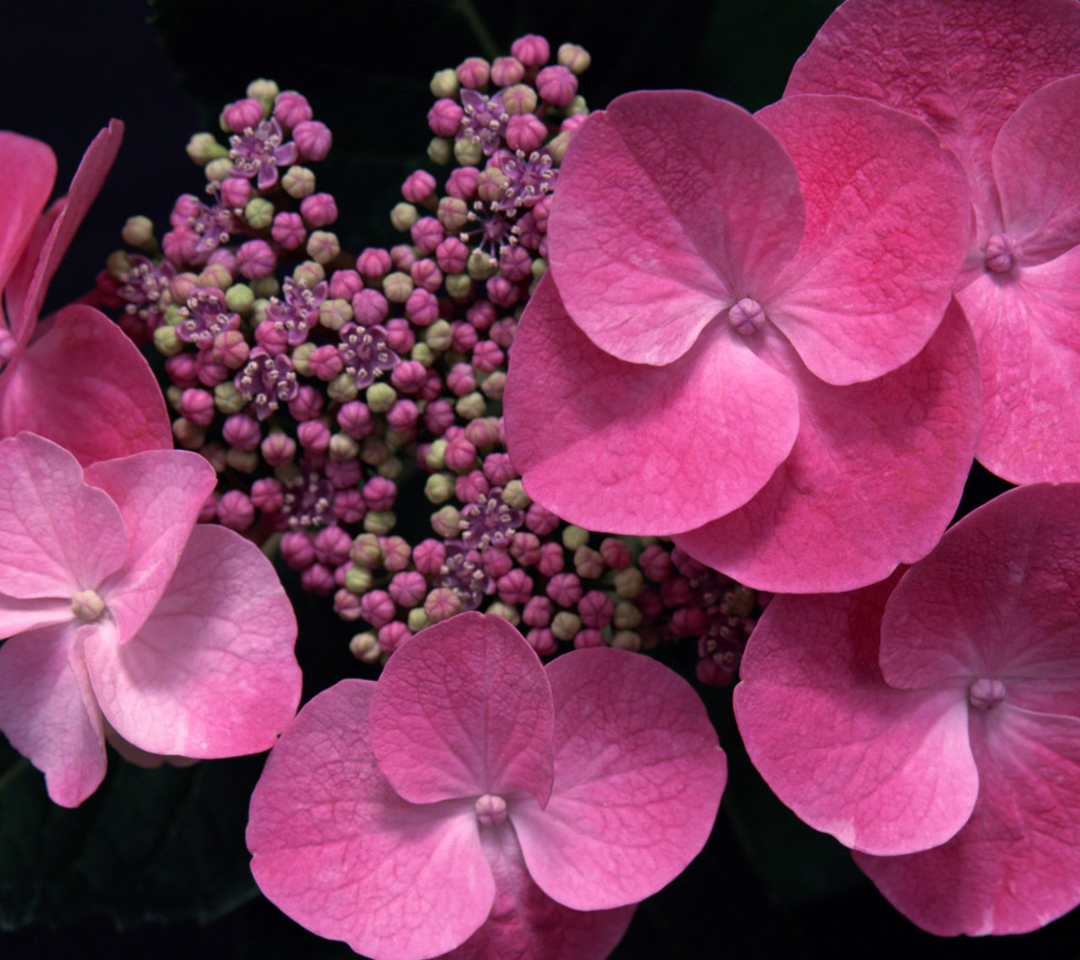 Обои Pink Flowers 1080x960