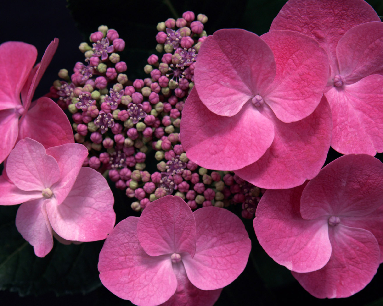 Pink Flowers wallpaper 1600x1280