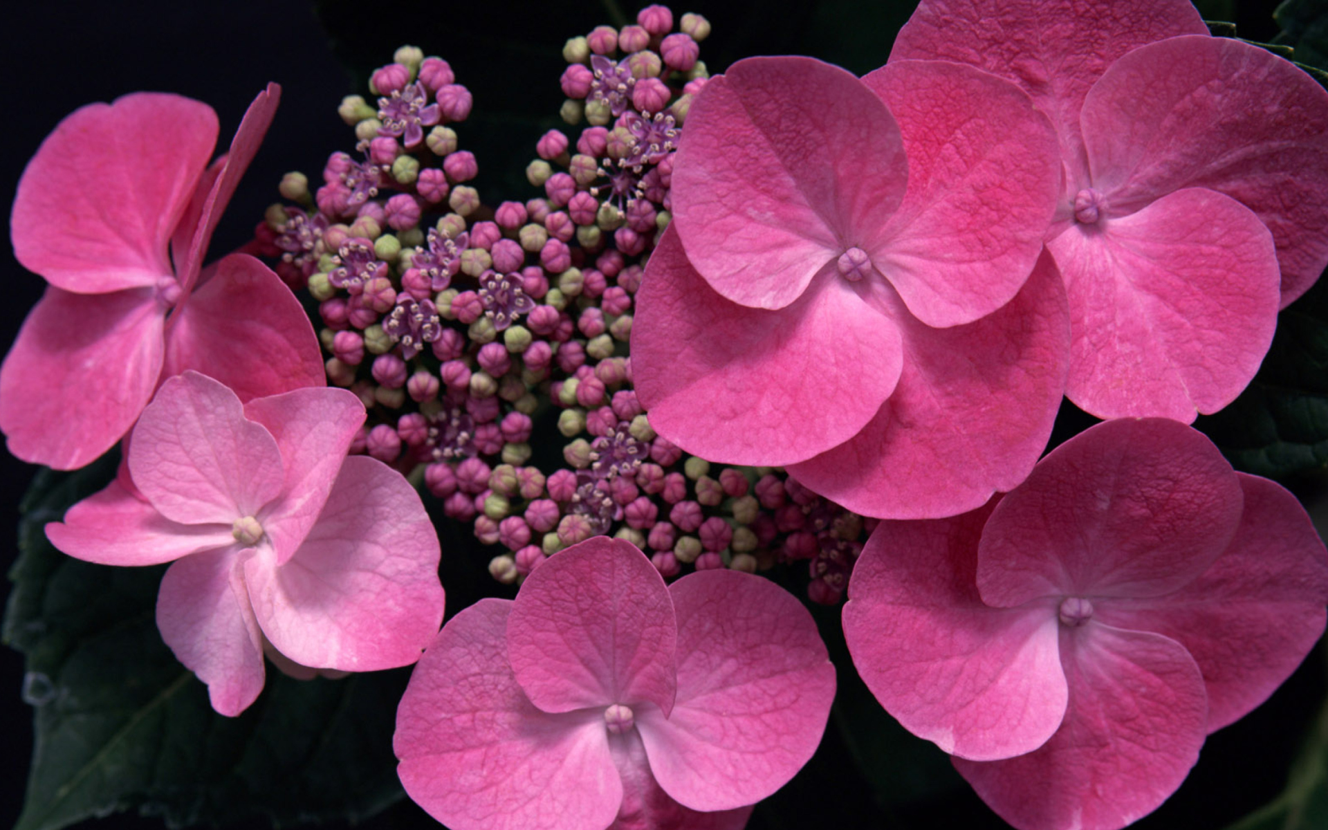 Pink Flowers screenshot #1 1920x1200