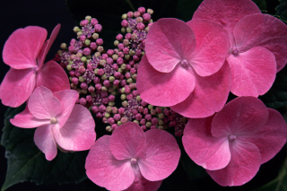 Pink Flowers - Obrázkek zdarma 